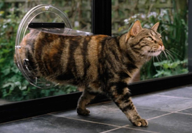 Glass pet door installation for cats