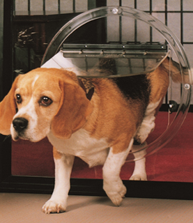 Glass pet door installation for dogs